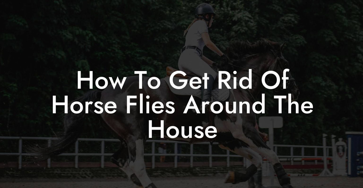 How To Get Rid Of Horse Flies Around The House How To Own a Horse
