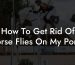 How To Get Rid Of Horse Flies On My Porch