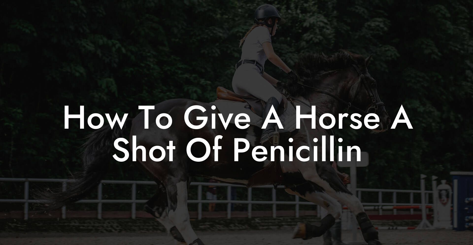 How To Give A Horse A Shot Of Penicillin