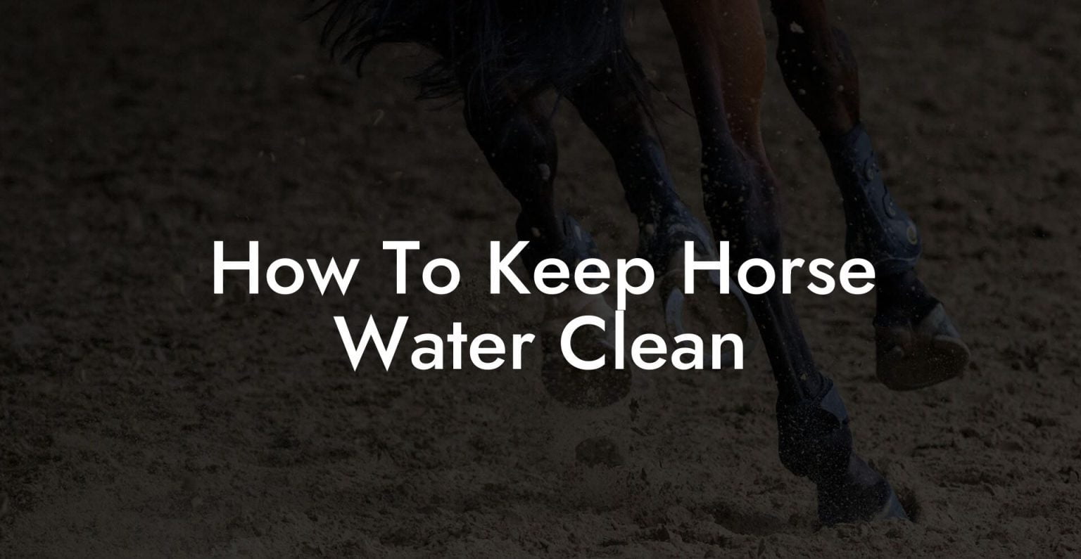 How To Keep Horse Water Clean How To Own a Horse