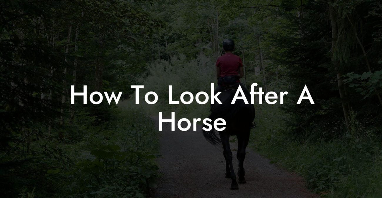 How To Look After A Horse