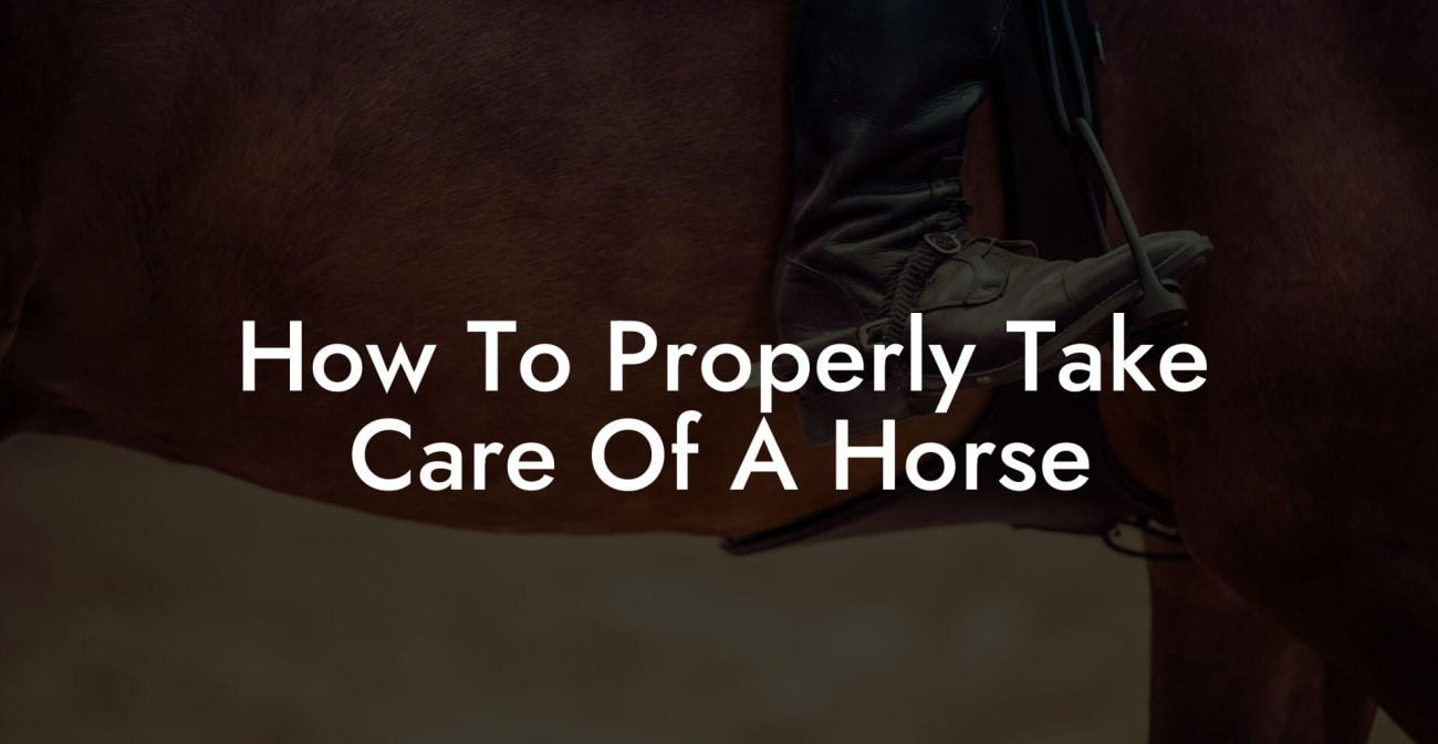 How To Properly Take Care Of A Horse