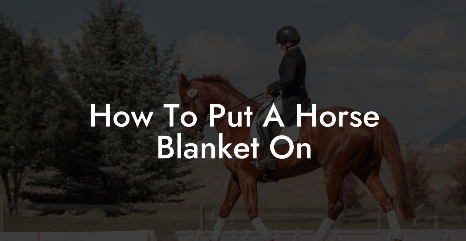 How To Put A Horse Blanket On How To Own a Horse