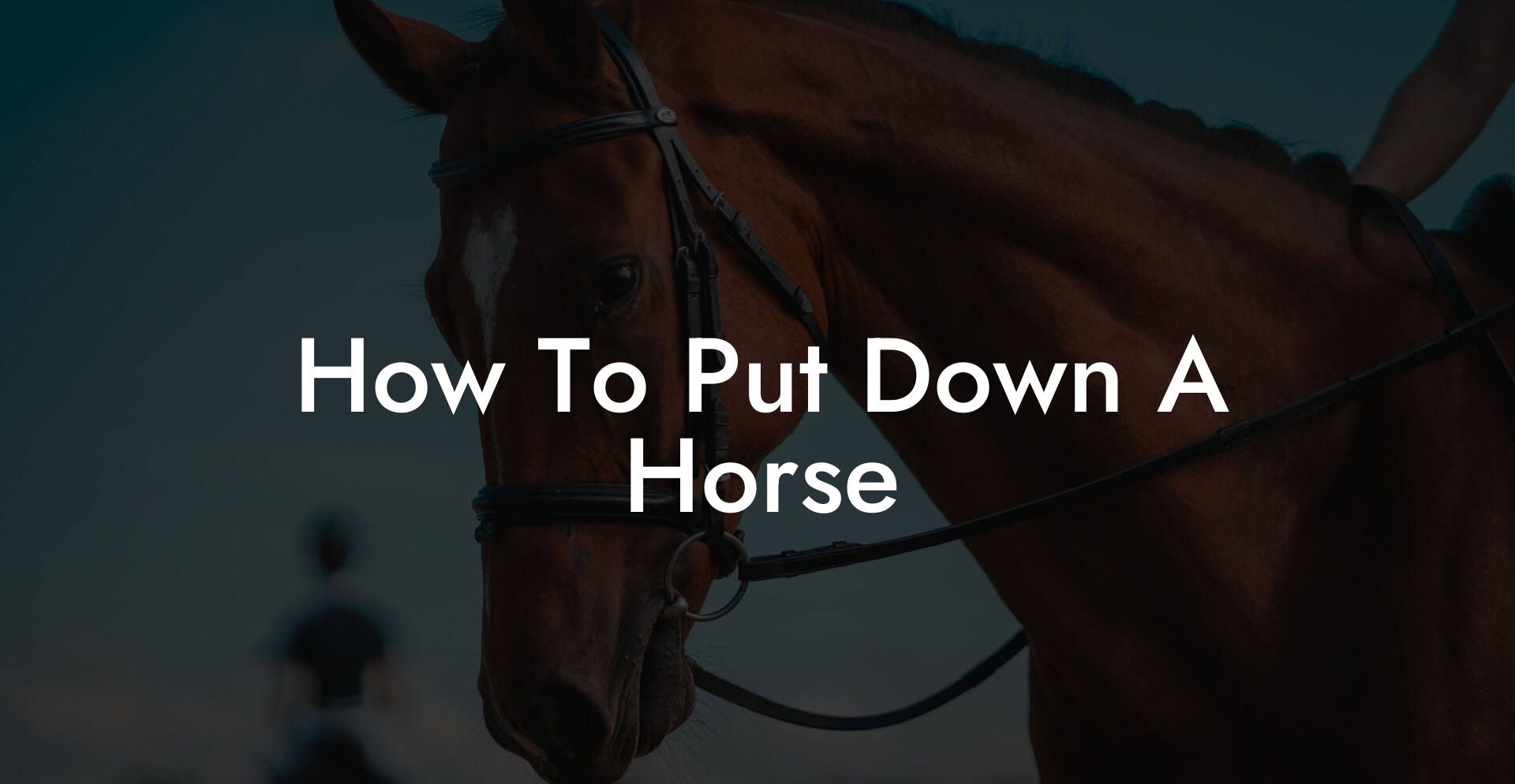 How To Put Down A Horse How To Own a Horse