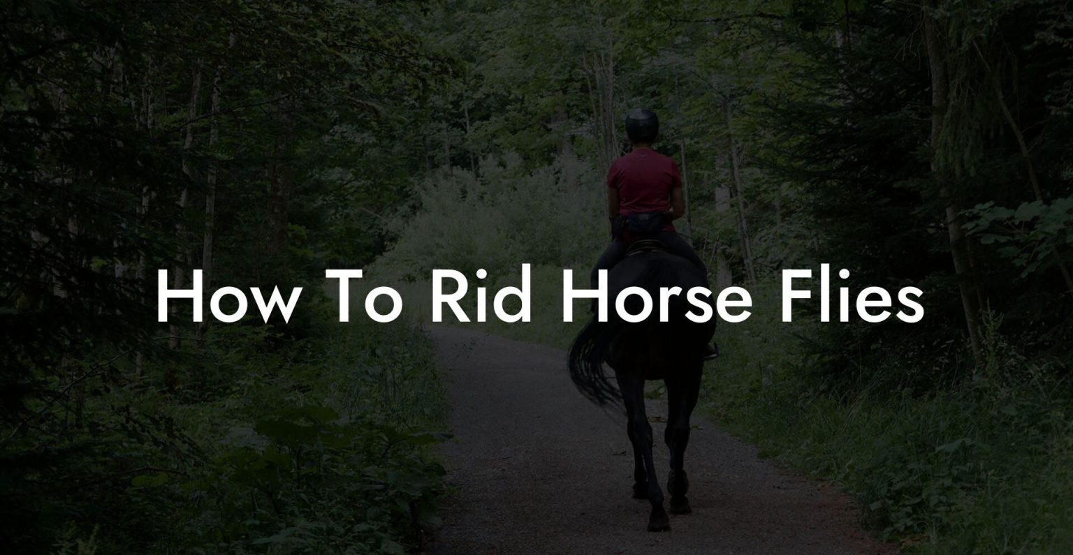 How To Rid Horse Flies How To Own a Horse