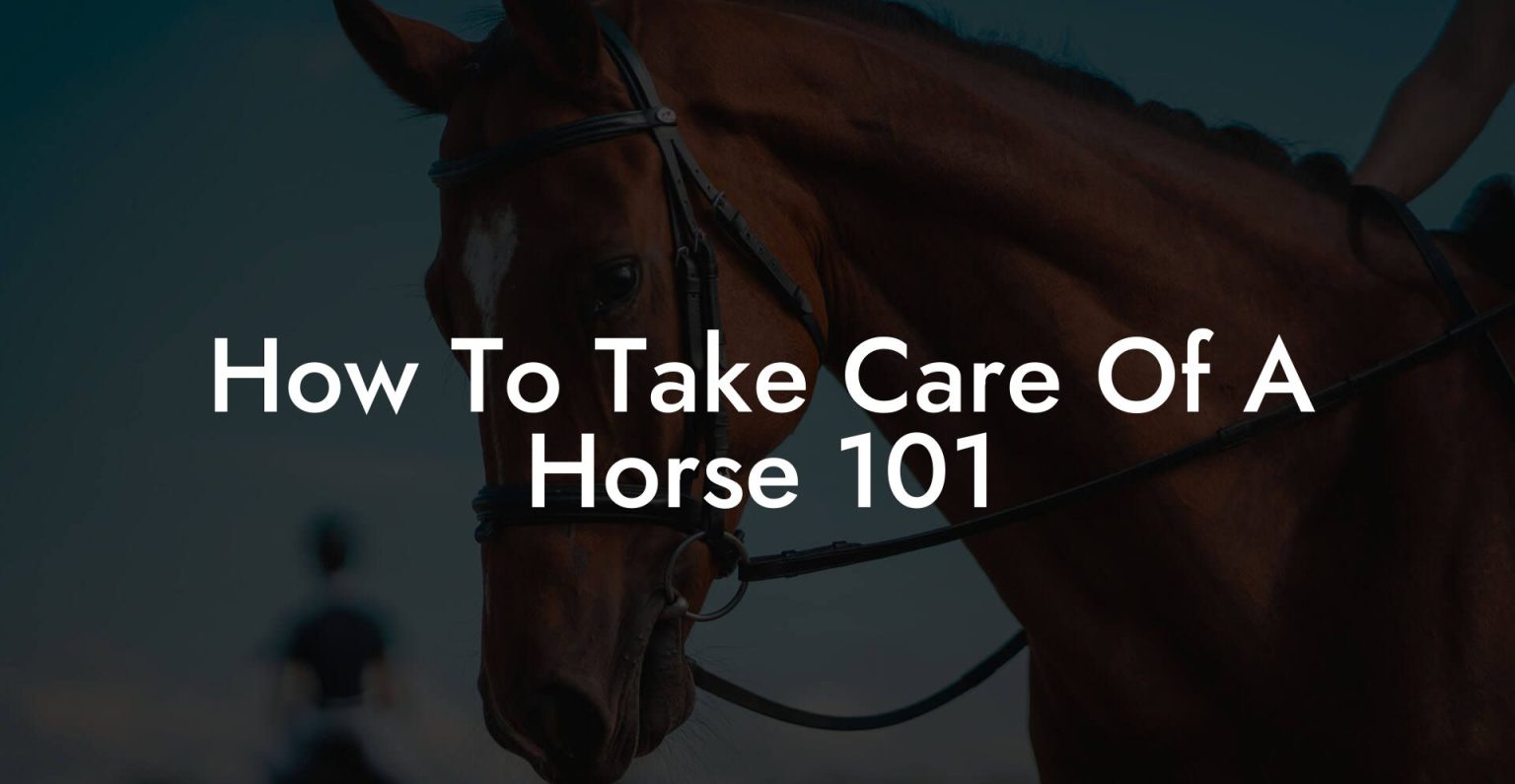 How To Take Care Of A Horse 101 How To Own a Horse
