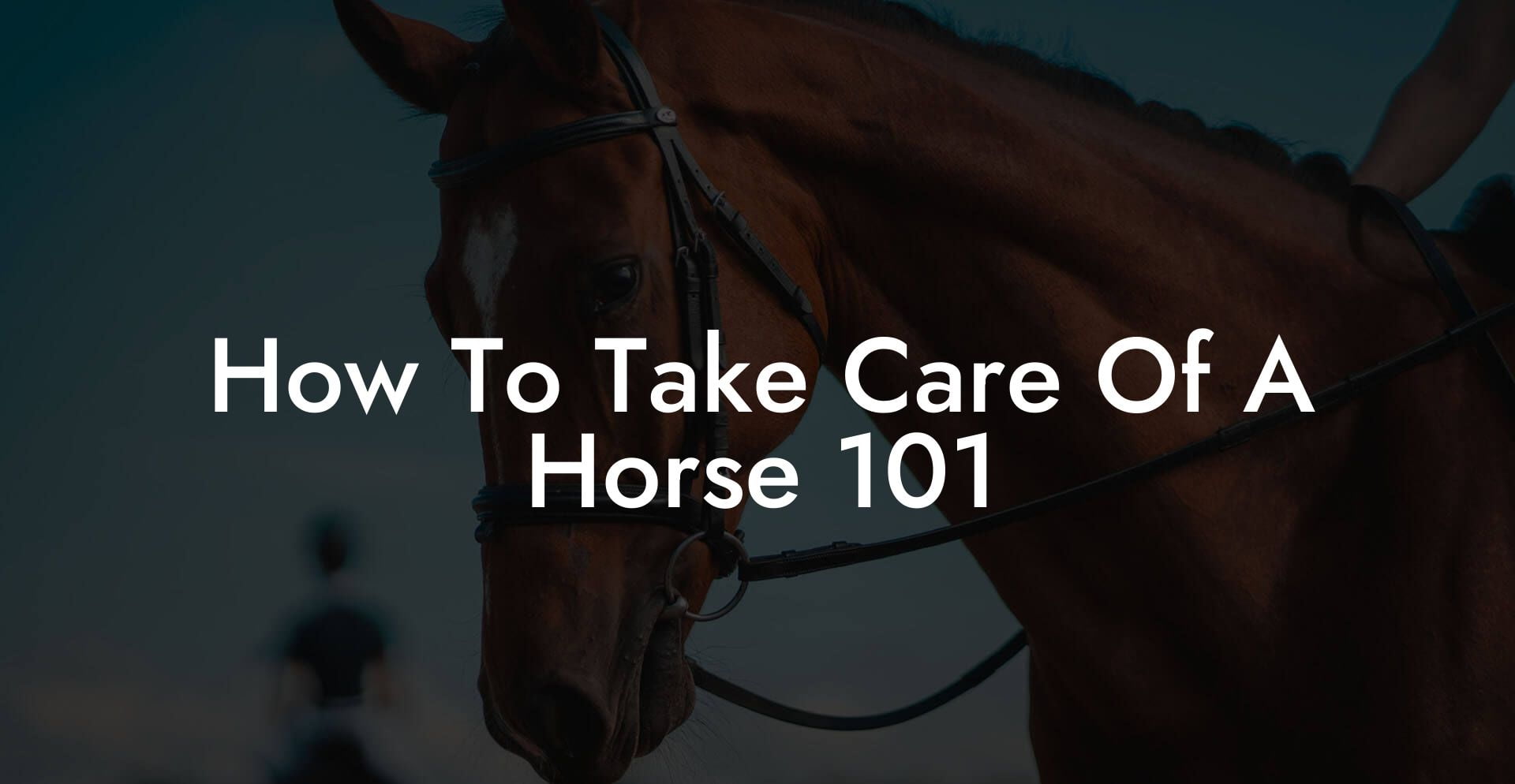 How To Take Care Of A Horse 101