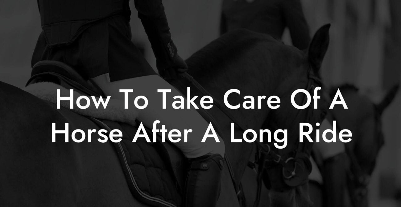 How To Take Care Of A Horse After A Long Ride