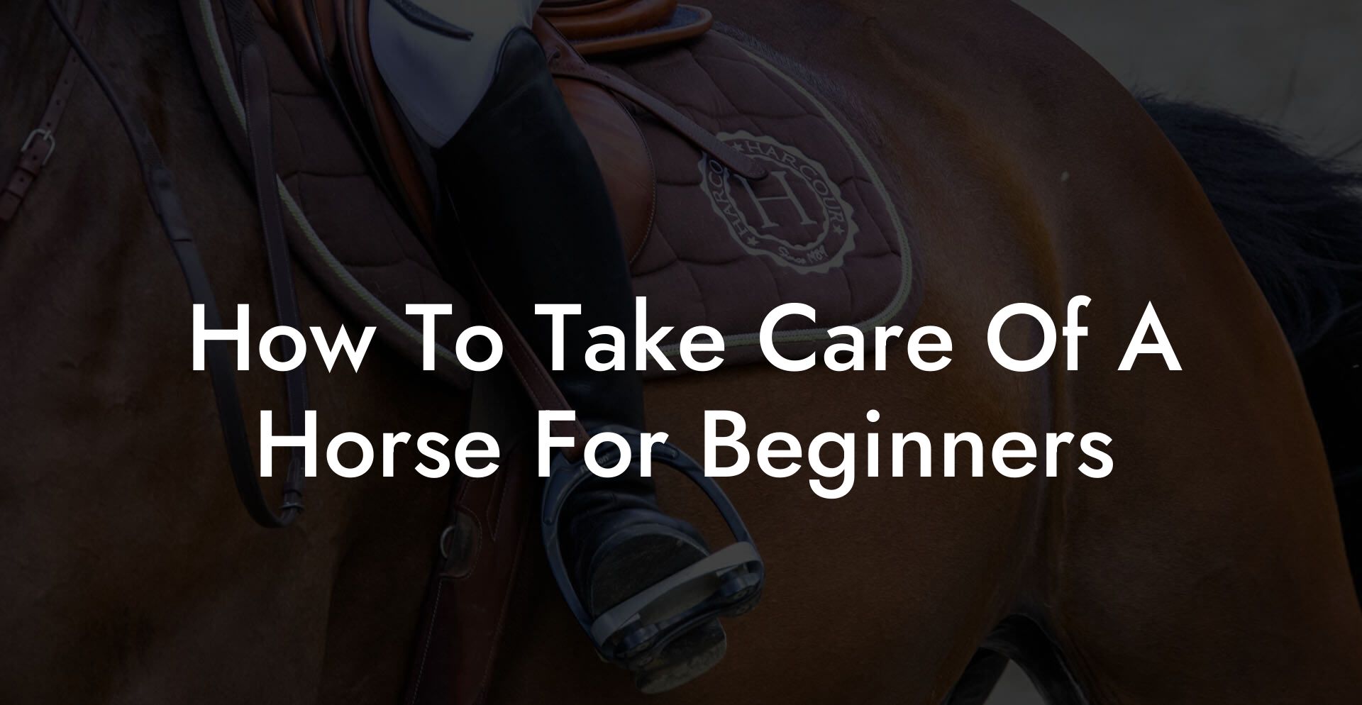 How To Take Care Of A Horse For Beginners