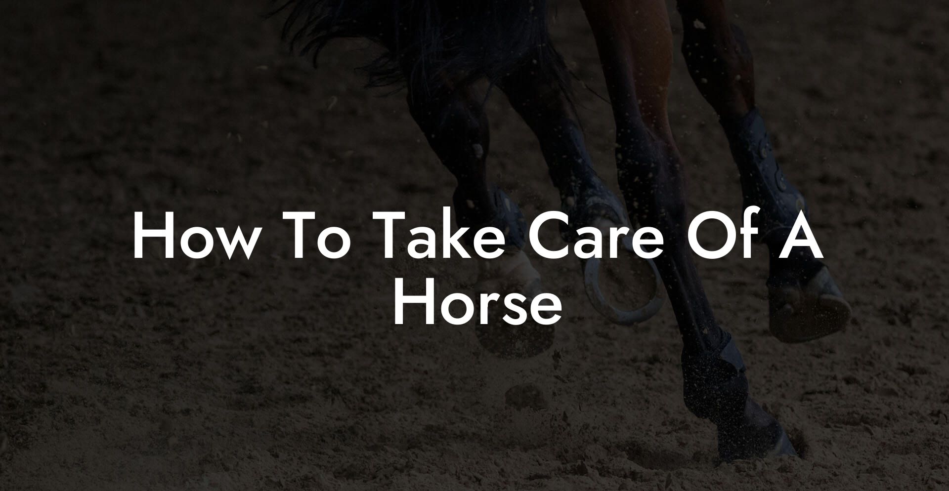 How To Take Care Of A Horse