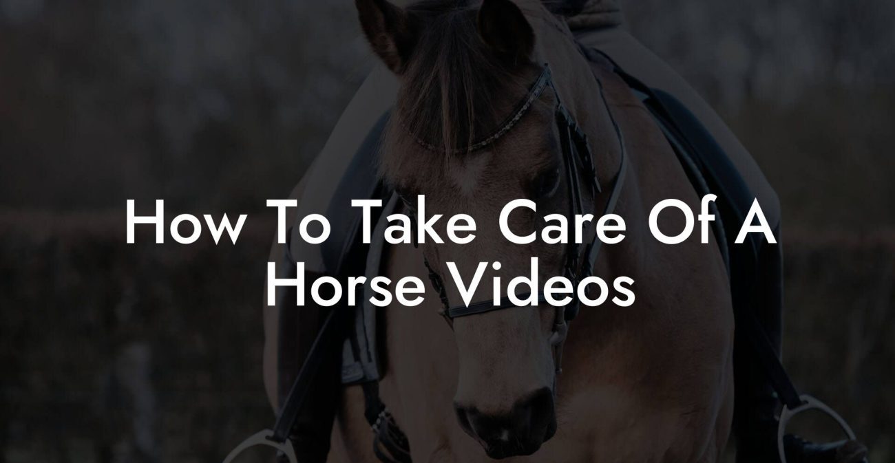 How To Take Care Of A Horse Videos