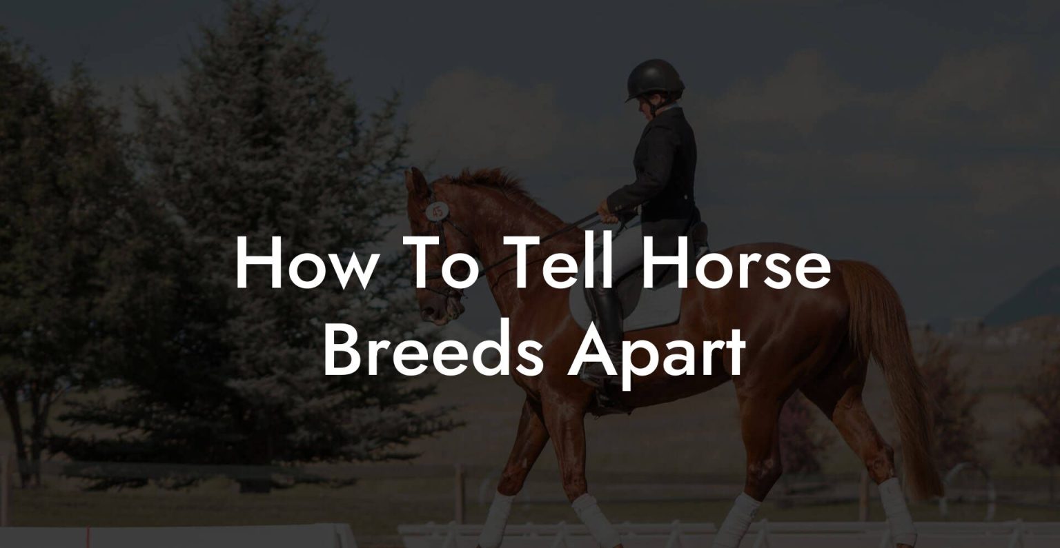How To Tell Horse Breeds Apart How To Own a Horse