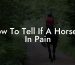 How To Tell If A Horse Is In Pain