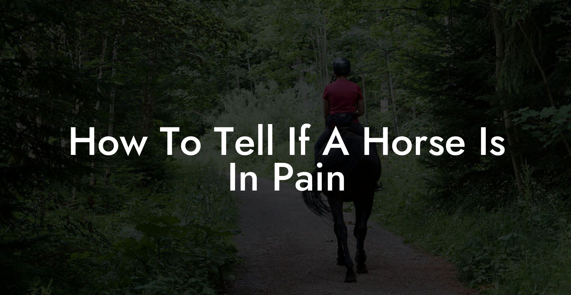 How To Tell If A Horse Is In Pain