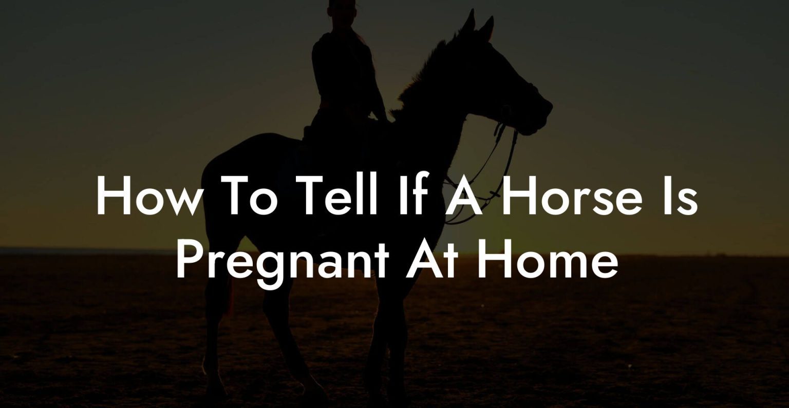 How To Tell If A Horse Is Pregnant At Home How To Own a Horse