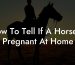 How To Tell If A Horse Is Pregnant At Home