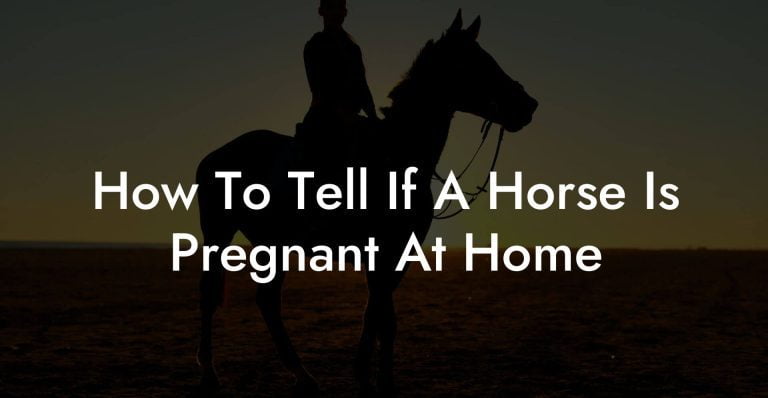 How To Tell If A Horse Is Pregnant At Home How To Own A Horse   How To Tell If A Horse Is Pregnant At Home How To Own A Horse 768x398 