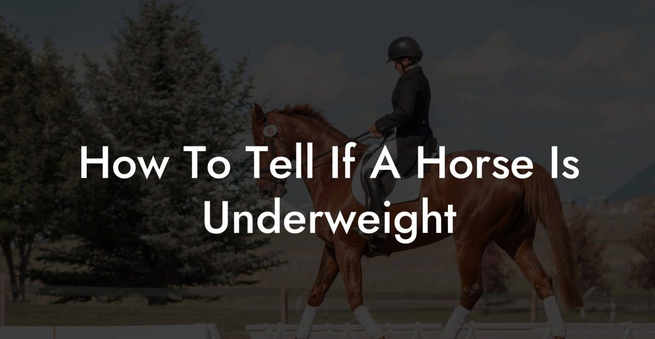 How To Tell If A Horse Is Underweight