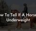 How To Tell If A Horse Is Underweight