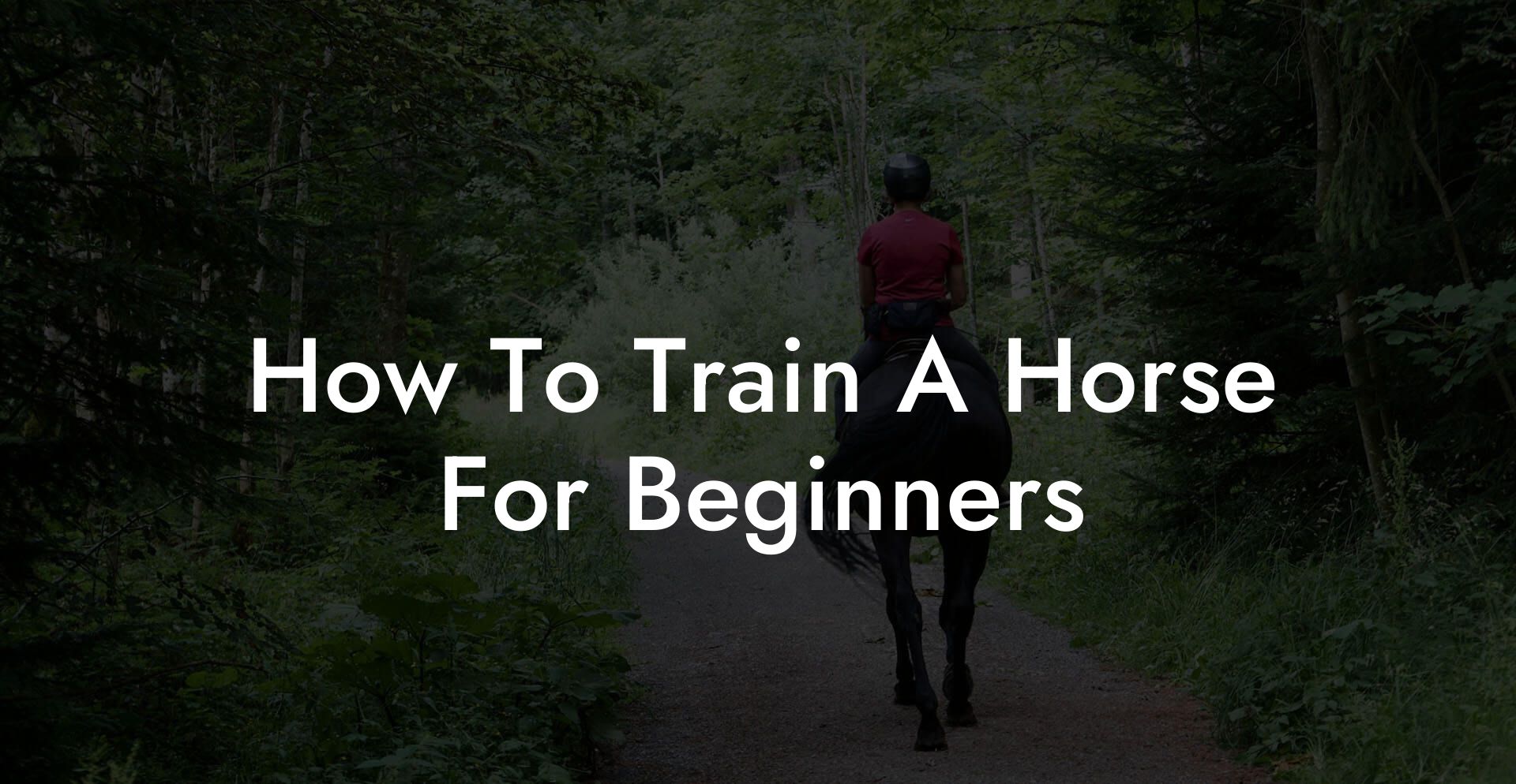 How To Train A Horse For Beginners