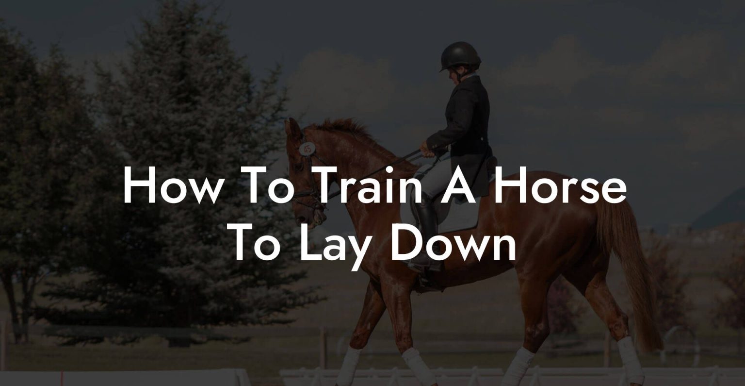 How To Train A Horse To Lay Down How To Own a Horse
