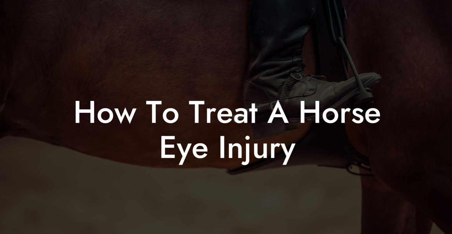 How To Treat A Horse Eye Injury How To Own a Horse
