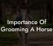 Importance Of Grooming A Horse