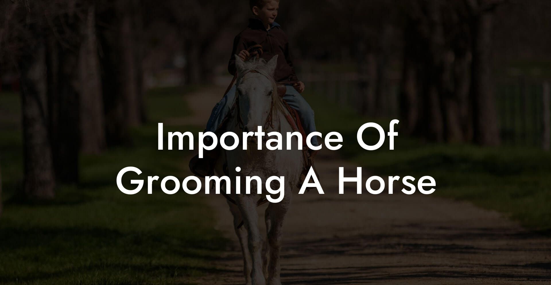 Importance Of Grooming A Horse