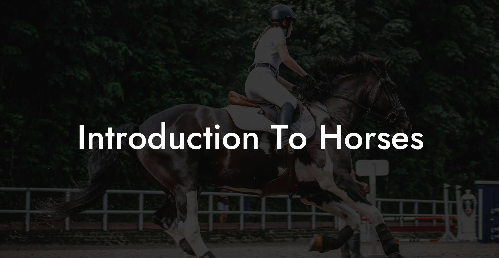 Introduction To Horses