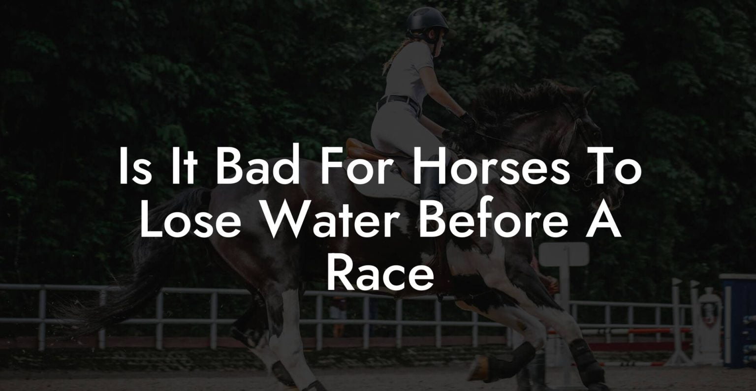 Is It Bad For Horses To Lose Water Before A Race How To Own a Horse