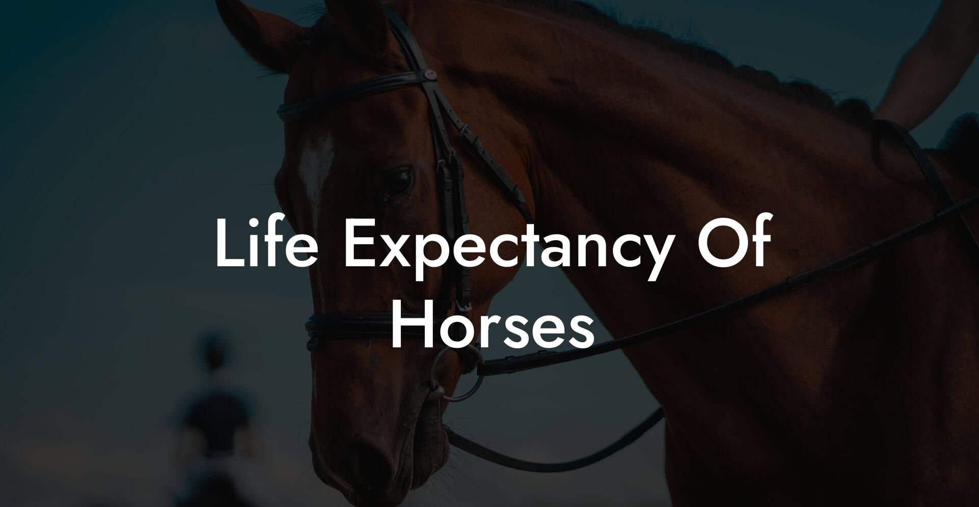 Life Expectancy Of Horses