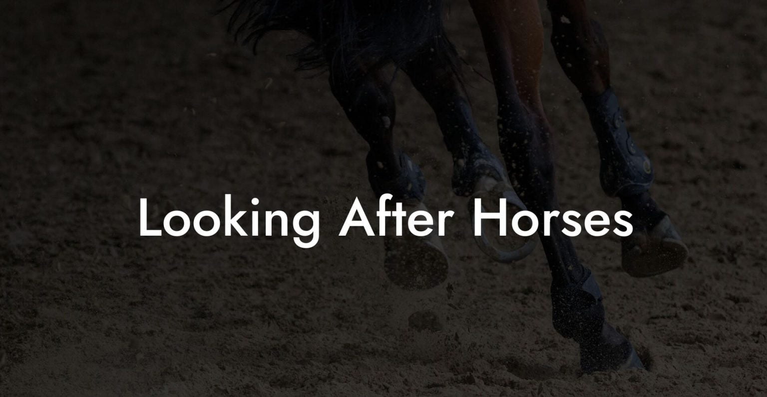 Looking After Horses How To Own a Horse