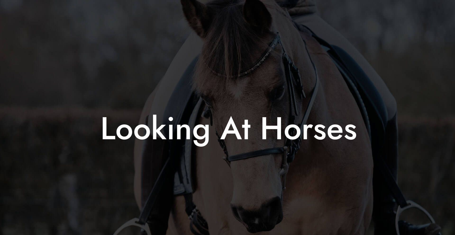 Looking At Horses