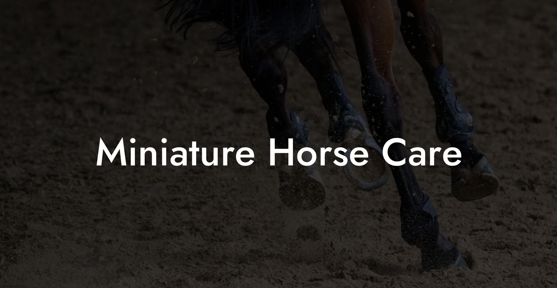 Miniature Horse Care