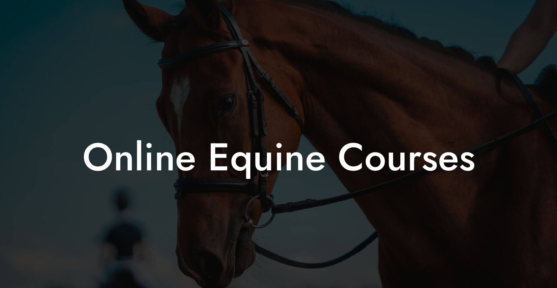 Online Equine Courses How To Own a Horse