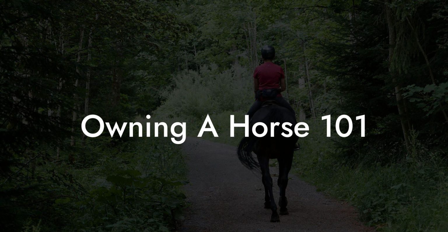 Owning A Horse 101 How To Own a Horse