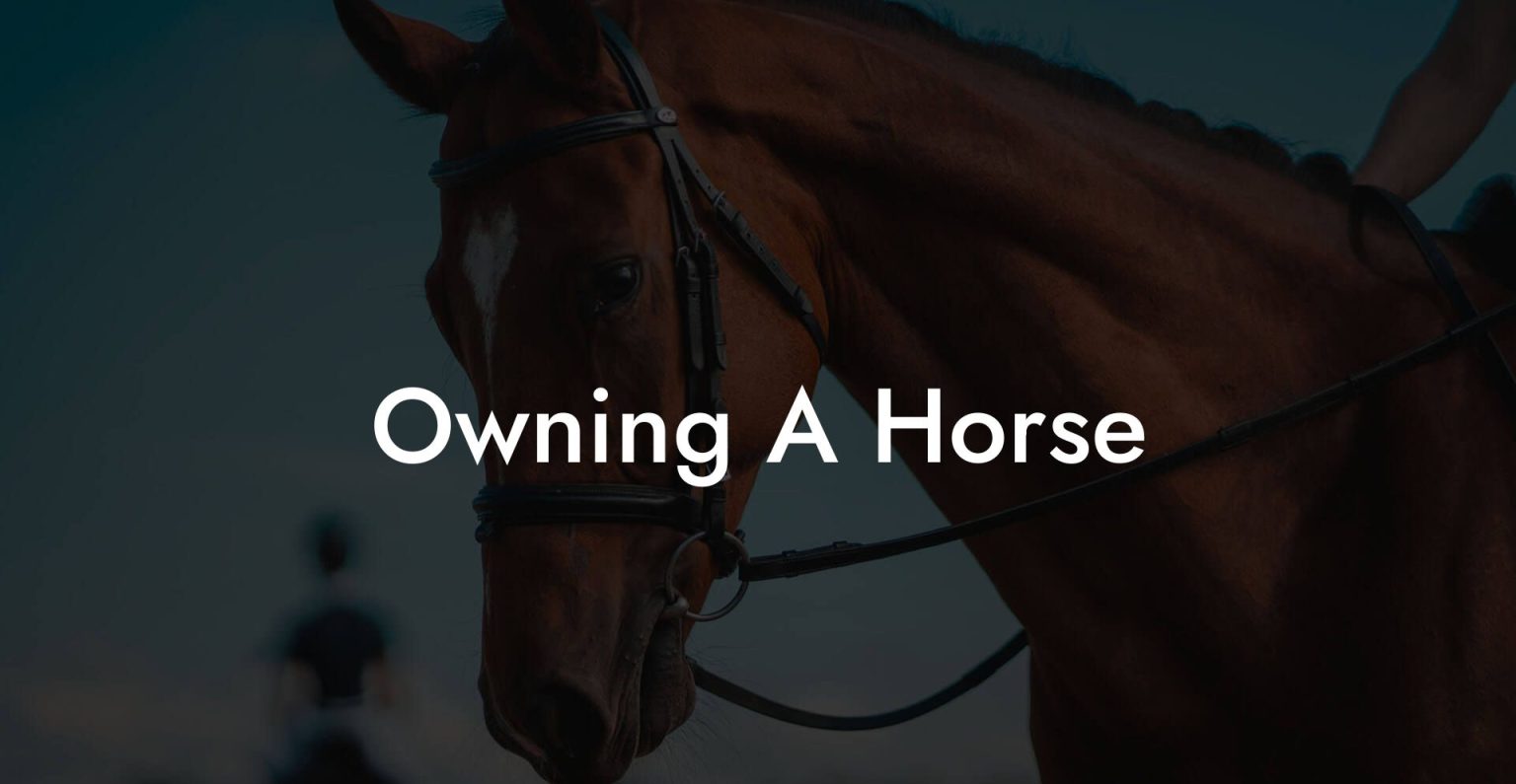 Owning A Horse How To Own a Horse