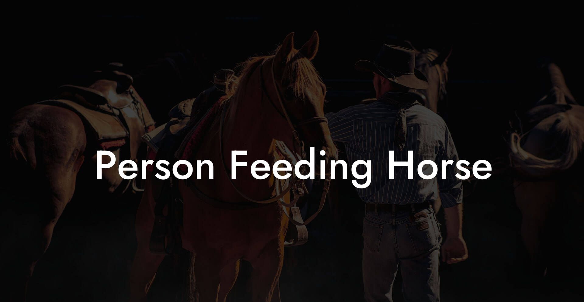 Person Feeding Horse