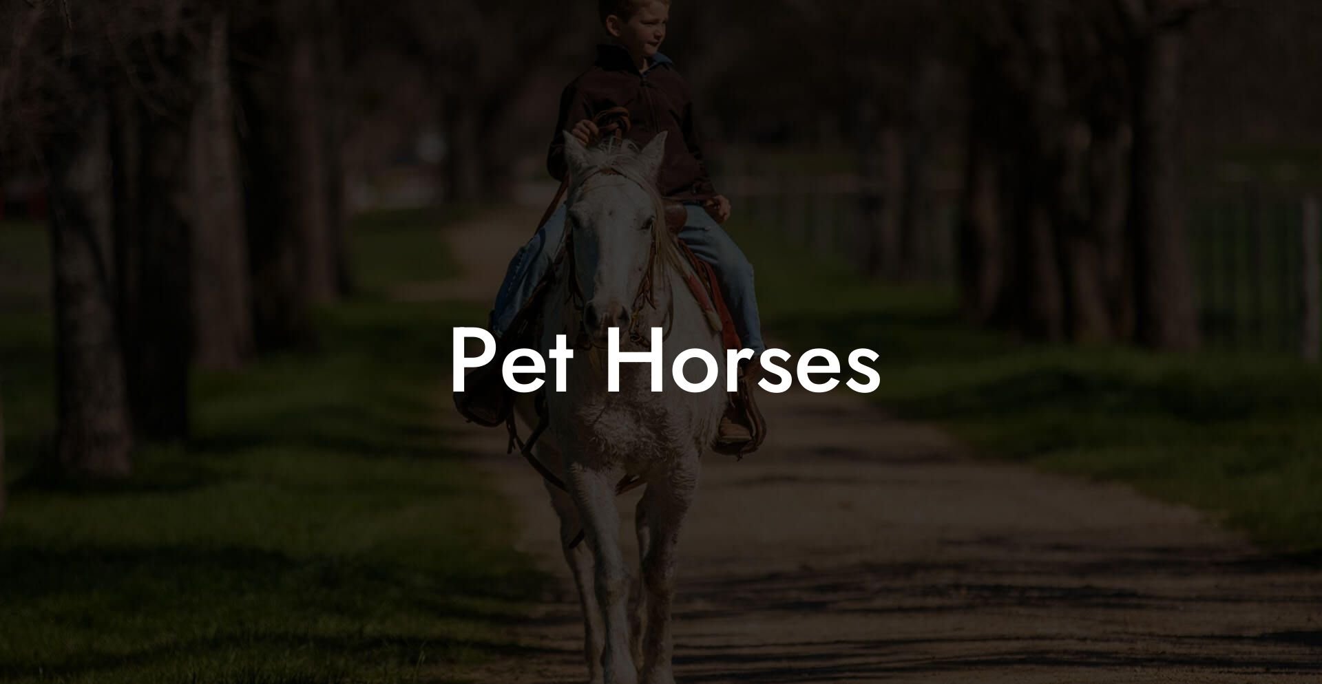 Pet Horses