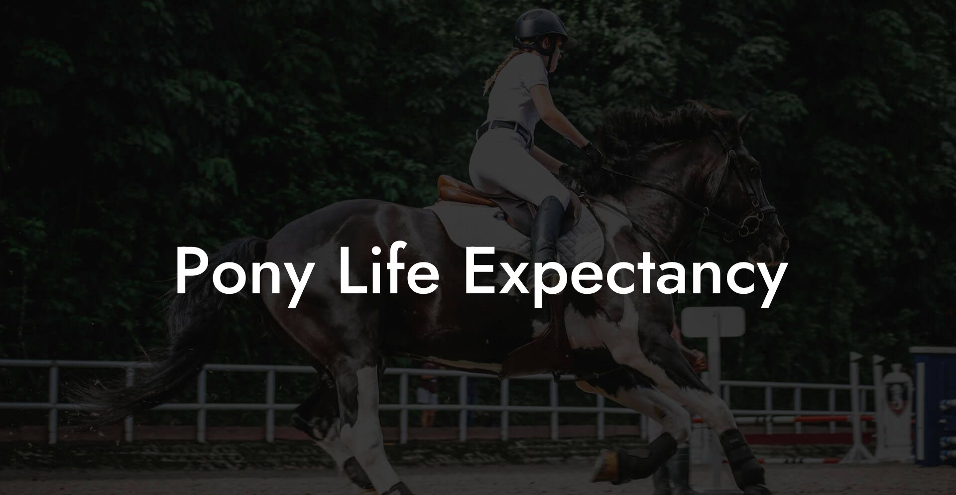 Pony Life Expectancy