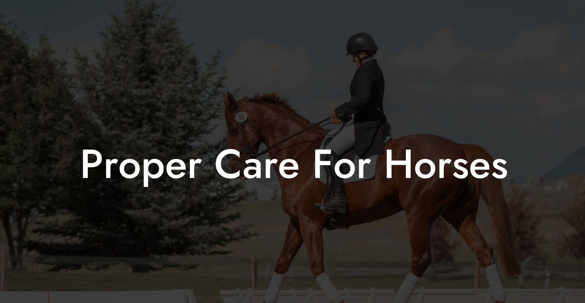 Proper Care For Horses
