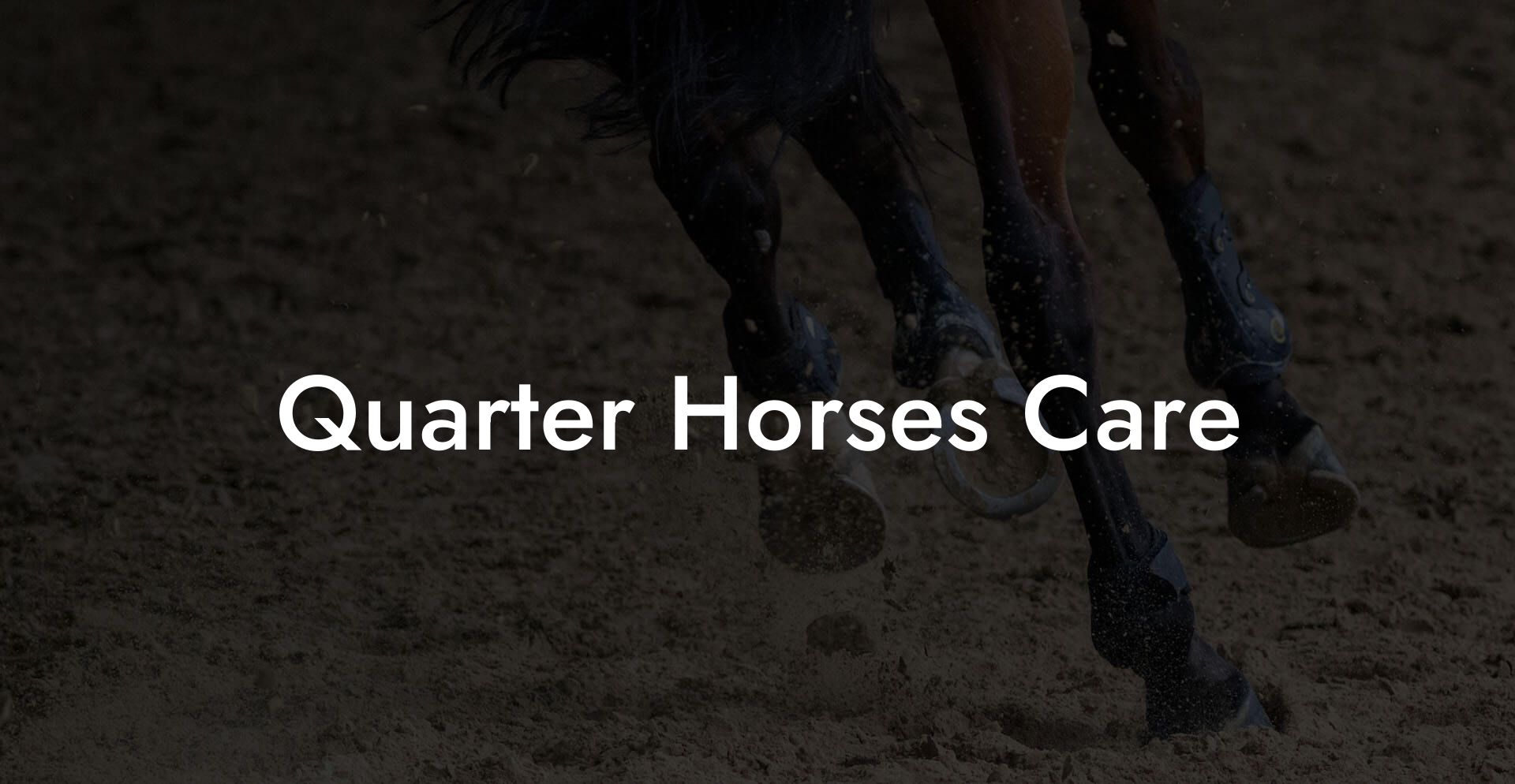 Quarter Horses Care
