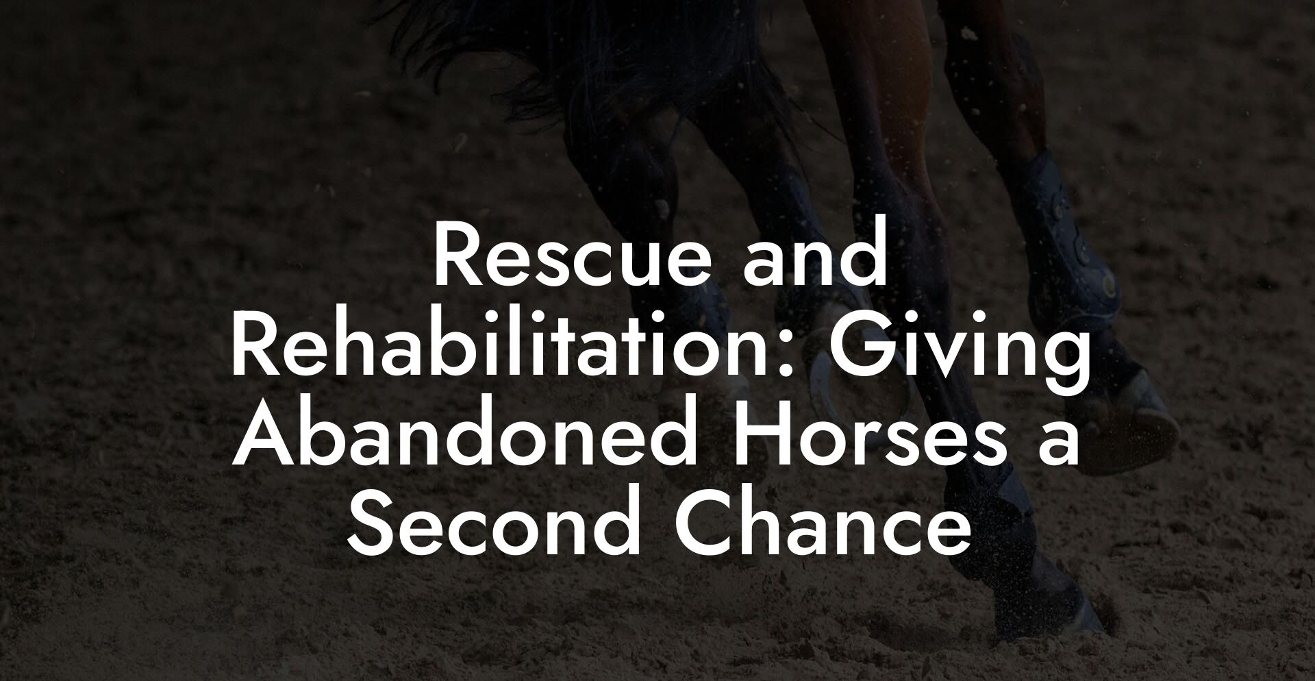 Rescue and Rehabilitation: Giving Abandoned Horses a Second Chance