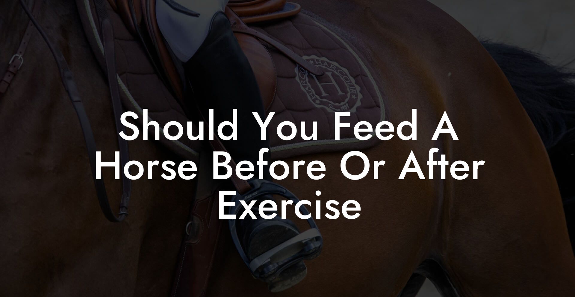 Should You Feed A Horse Before Or After Exercise