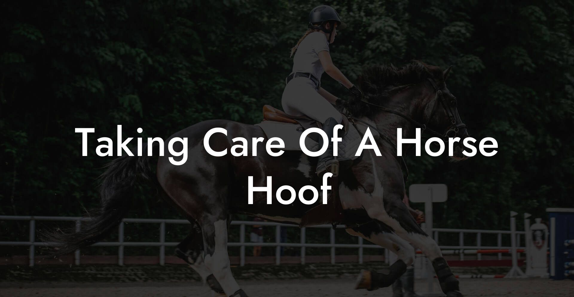 Taking Care Of A Horse Hoof