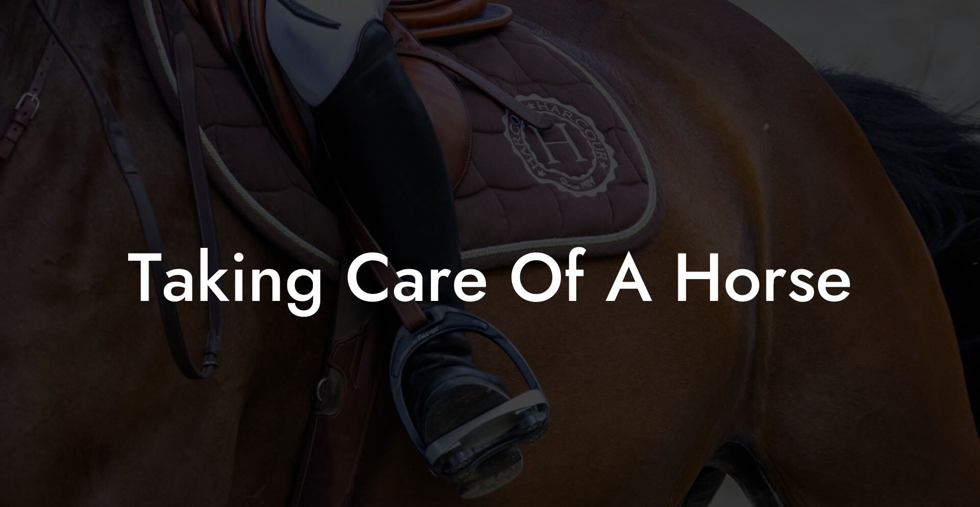 Taking Care Of A Horse