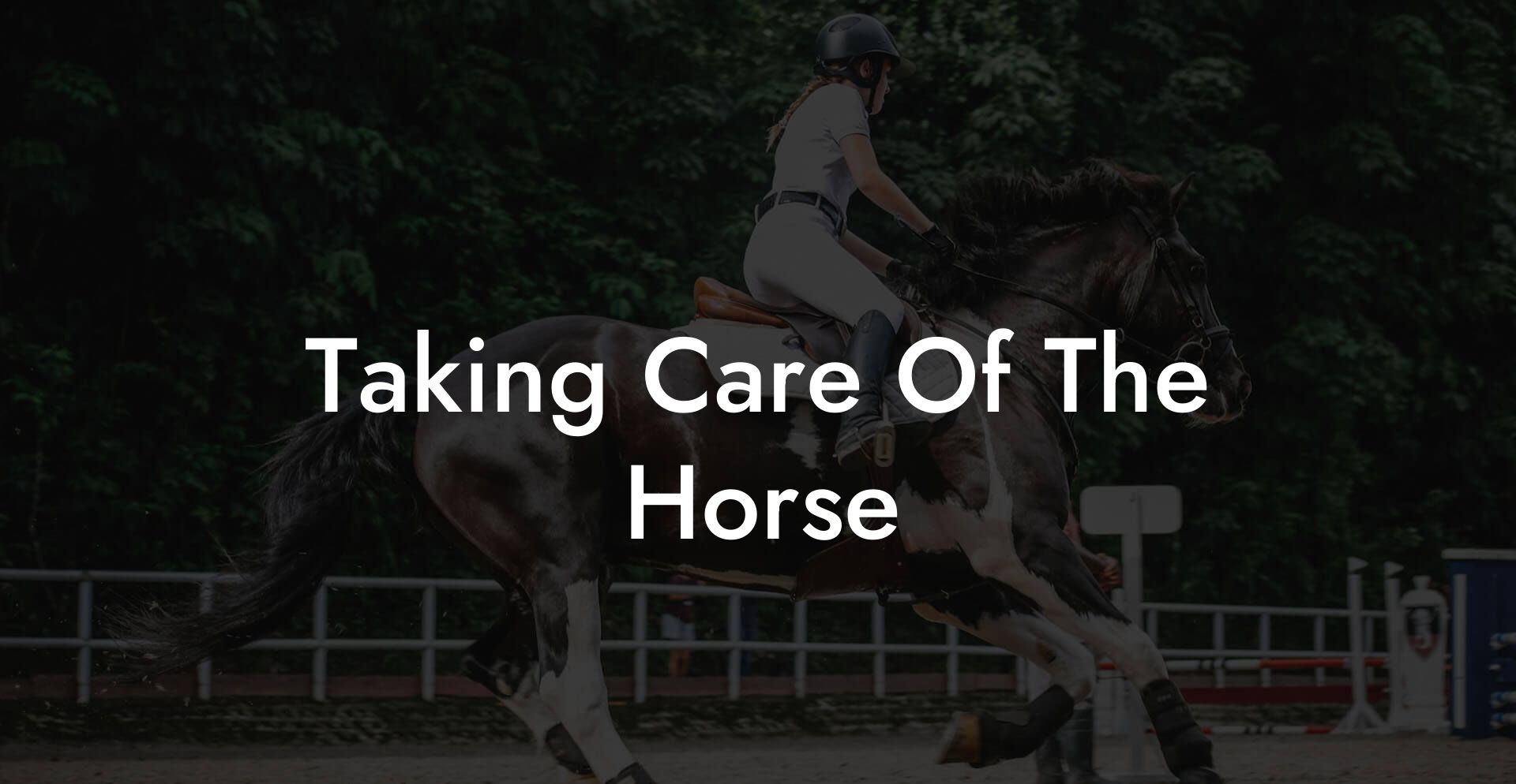 Taking Care Of The Horse