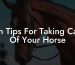 Ten Tips For Taking Care Of Your Horse