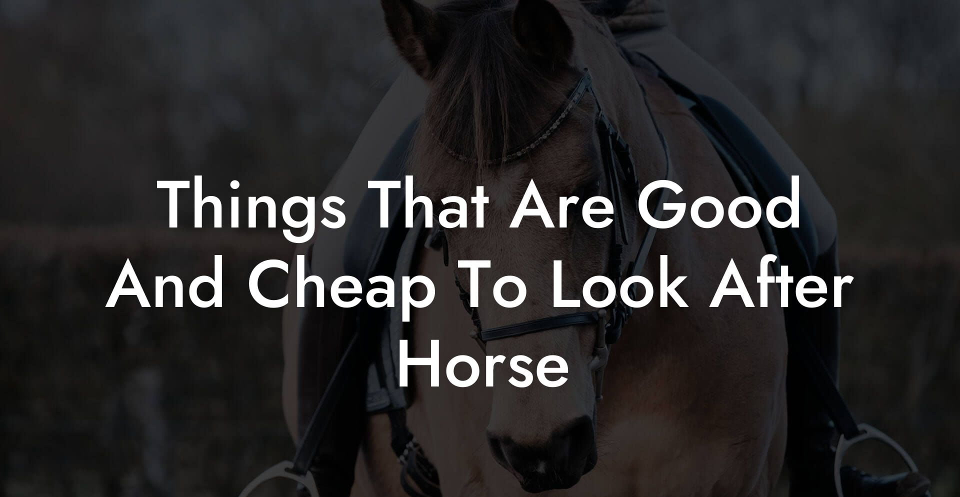 Things That Are Good And Cheap To Look After Horse