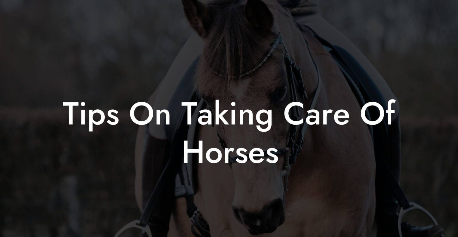 Tips On Taking Care Of Horses How To Own a Horse